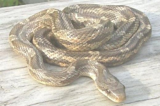 Photo:  Adult Texas Rat Snake